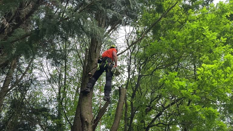 Beverly Hills, CA Tree Removal Company